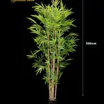 Bambu